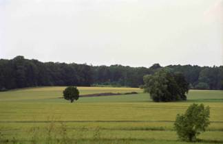 Wiesenlandschaft in der Nähe von Horn-Bad Meinberg